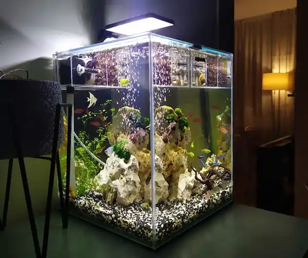 Das Aquarium. Meisterprüfung beim Umzug-
